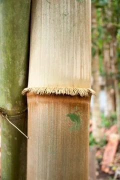 Leaning down bamboo to bend. Fotos Stock