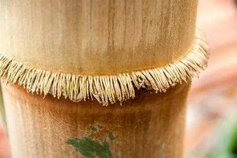 Leaning down bamboo to bend. Fotos Stock