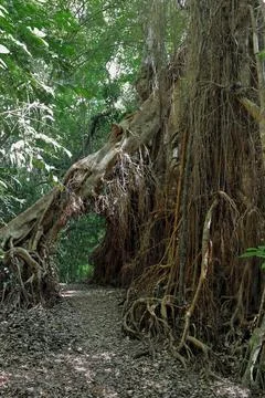 Leaning fig tree forming an underpass for the Lake Eacham circuit track. QLD-AUS Stock Photos