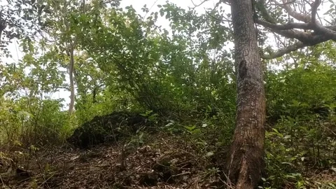 A Leaning Forest Giant Stock Footage 329557646