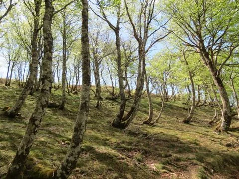 Leaning forest in Pyrenees Stock Photos