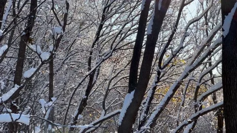 Leaning forest of snow covered trees Video stock 171889807