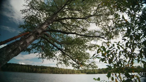 Leaning Lakeshore Birch Tree Over Water in Norway Stock Footage 345770241