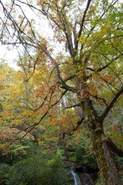Leaning large old tree with moss and autumn leaves with waterfall Stock Photos