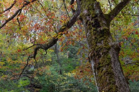 Leaning moss covered tree trunk foreground, with autumn leaves Stock Photos