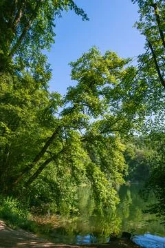 Leaning Oak Tree Stock Photos