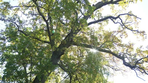 Leaning Old Oak Tree In Abandoned Park In Autumn Weather. Stock Footage 218808603