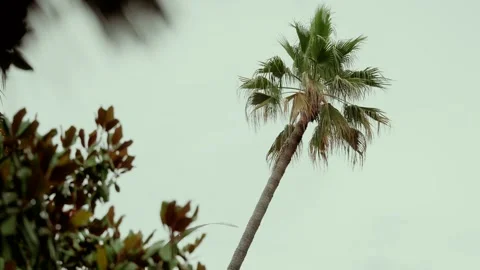 Leaning Palm Tree Crown against a Pale Overcast Sky with Foliage Stock Footage 343697520