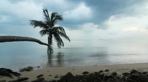 Leaning palm tree Video stock 21226080