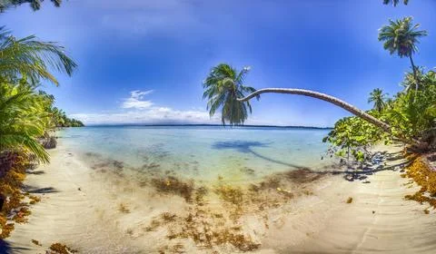 Leaning palm tree over shallow tropical sea in Panama Foto stock