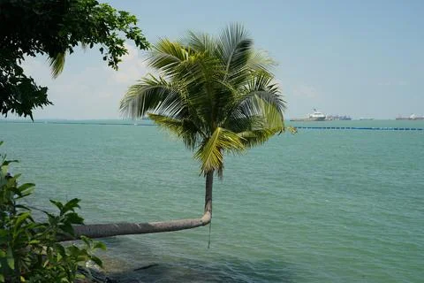 Leaning Palm Tree Overlooking the Ocean Stock Photos