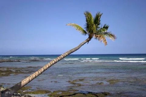 Leaning Palm Tree Stock Photos