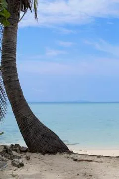 Leaning Palm Tree Stock Photos