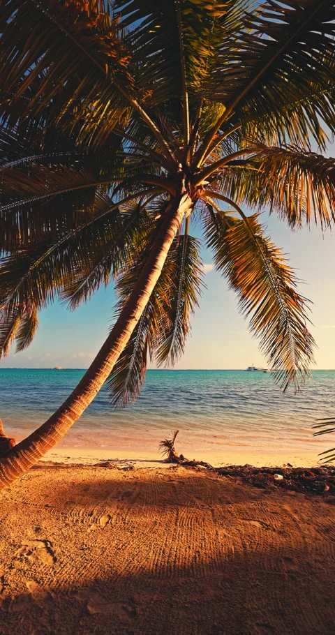 Leaning palm tree on a sandy tropical beach and sea exotic paradise island Vídeos de archivo 337146138