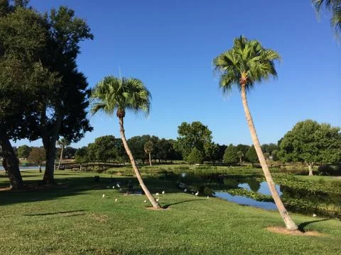Leaning Palm Trees Stock Photos
