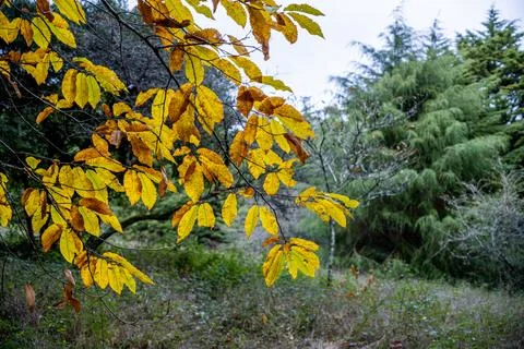 Leaning pine tree over dirt path in mountain woodland Stock Photos