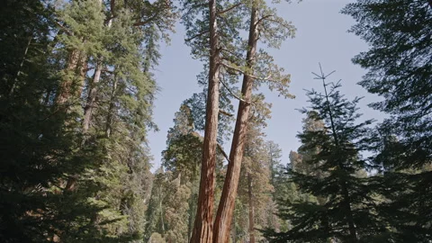 Leaning Sequoia Trees in Sunny Forest Stock Footage 314896581