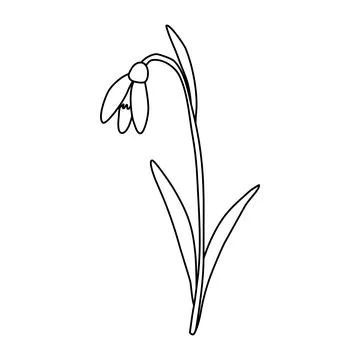 Leaning snowdrop spring flower, doodle style flat vector outline for coloring Stock Illustration