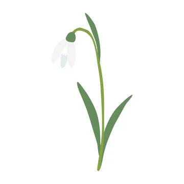 Leaning snowdrop spring flower, isolated on white background, vector Stock Illustration