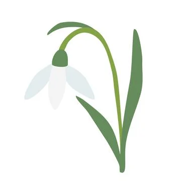 Leaning snowdrop spring flower, open bud, isolated on white background, vector Stock Illustration
