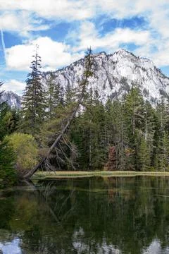 Leaning spruce over against the backdrop of the Alpine mountains Foto stock