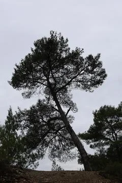 Leaning tall tree Stock Photos