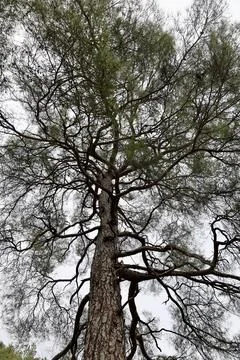 Leaning tall tree Stock Photos