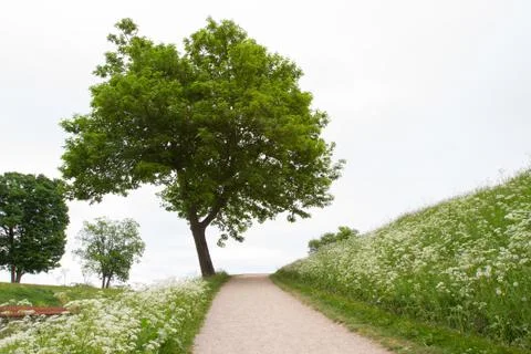 Leaning Tree Along Path Stock Photos