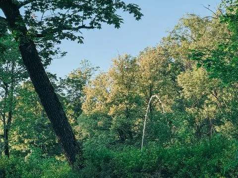 Leaning Tree in Lush Forest with Sunlit Canopy and Clear Blue Sky 库存照片