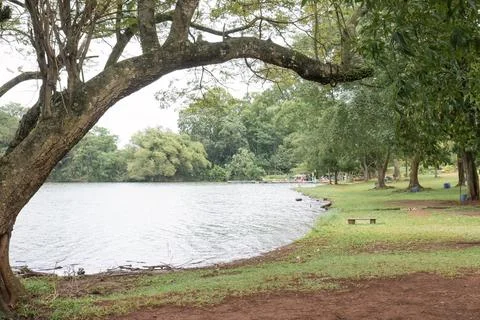 Leaning Tree Overlooking Calm Waters of the Serene Lakeside Scene Stock Photos