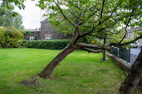 Leaning Tree in Park Stock Photos