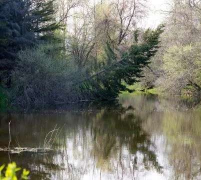 Leaning tree Stock Photos