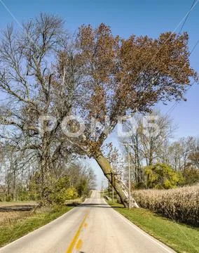 Leaning Tree Stock Photos