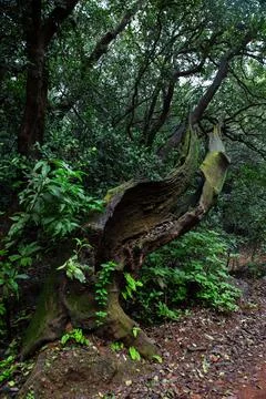 The Leaning Tree Foto stock