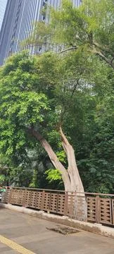 LEANING TREE Stock Photos