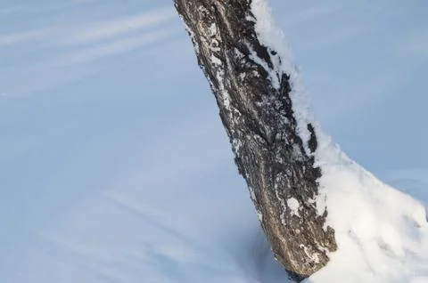 A leaning tree trunk covered with snow in winter Park woods Stock Photos