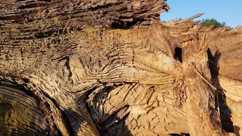Leaning trunk tree Stock-Footage 116752629