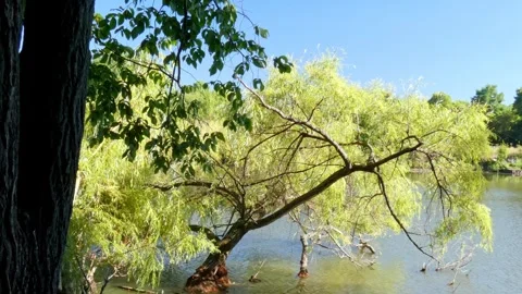 Leaning willow tree on remote lake shore under blue sky zoom Stock Footage 328414916