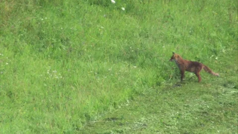 The Leap – Fox Hunting in the Meadow Stock Footage 313601905