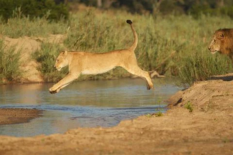 The leap Stock Photos