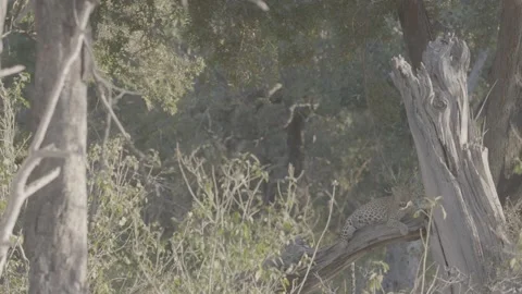 Leapard lying in dead tree Stock Footage 131244736