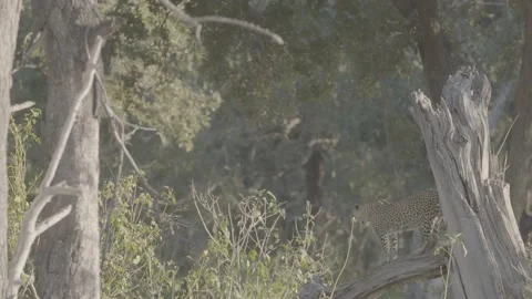 Leapard standing in dead tree Stock Footage 131244771