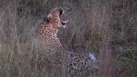 Leapard yawn Stockbeeldmateriaal 119698510