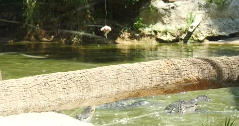 Leaping Alligator: a Dangerous Predator in the Wild. Stock Footage 242565654