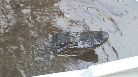 Leaping alligator Stock Footage 88291243