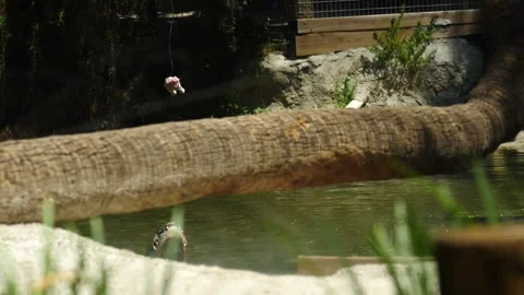 Leaping Alligator: a Wild Predator in Florida Video stock 242566001