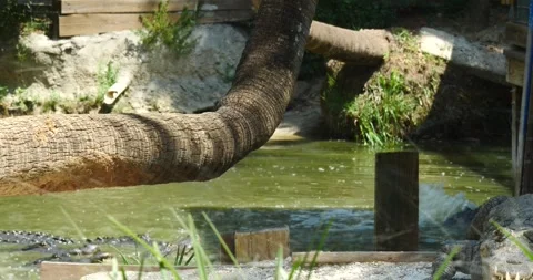 Leaping Carnivore: Alligator in Florida Video stock 242565611