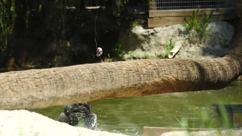 Leaping Carnivore: a Wild Alligator in Florida Stock Footage 242565284