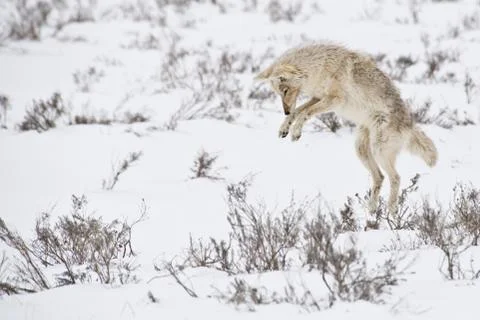 Leaping coyote Stock Photos
