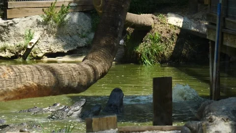 Leaping Crocodile: a Wild Predator in the Usa Stock Footage 242565492
